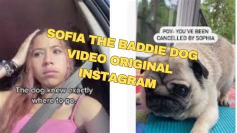 sophie the baddie dog|Sophie The Baddie Dog Twitter Reddit Full Original。